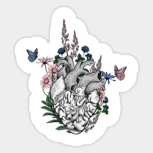 Anatomical Heart Sticker